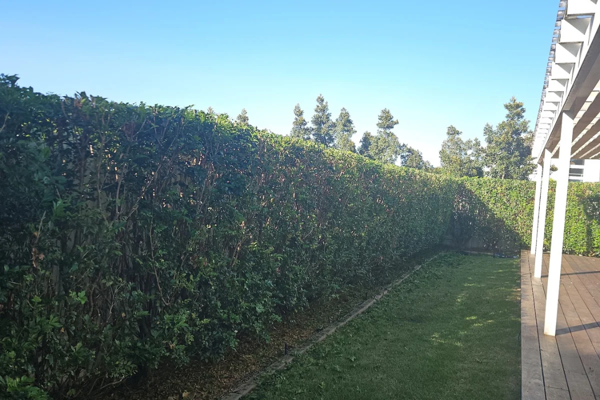 Hedge Trimming-image